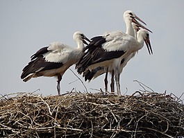 鸛,鳥,青年