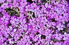 花,自然,夏天
