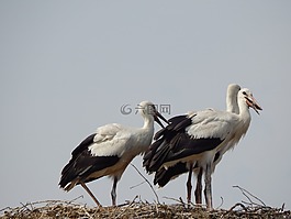 鸛,鳥,青年
