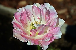 花,自然,夏天