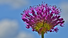 花,自然,夏天