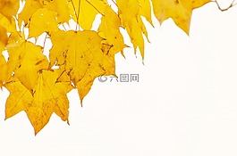 秋,樹,葉子