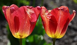 花,郁金香,春