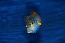 魚(yú),藍(lán)色,動(dòng)物