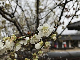 梨花,韓國,花