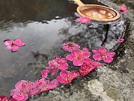花瓣,水,水池