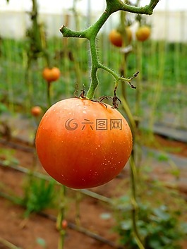 番茄,農(nóng)場(chǎng),食品