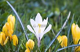 藏紅花,白,黃色