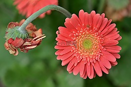 花,自然,夏天