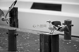 海鷗,鳥,海邊