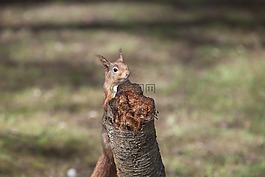 紅松鼠,動物,松鼠