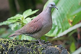 動(dòng)物,鳥(niǎo),鴿子