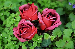 花,玫瑰,花的
