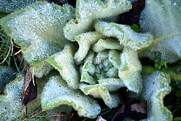 薊,凍結(jié),冬天