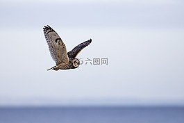 貓頭鷹,短耳鸮,鳥