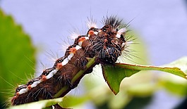 卡特彼勒,宏,蝴蝶