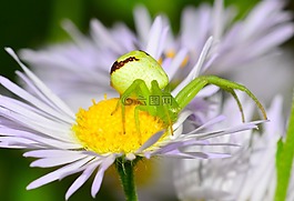 蜘蛛,昆蟲,綠色