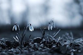雪花,春天,花卉