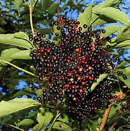 elderberries,黑接骨木,淡紫色的浆果