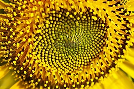向日葵,花,自然