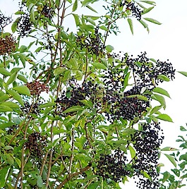 elderberries,黑接骨木,淡紫色的浆果