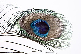 孔雀羽毛,孔雀,pavo cristatus