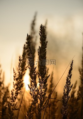 日落,抽象,抽象背景