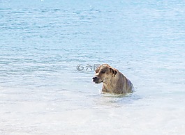 狗,水,海洋