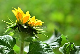 太陽花,花,夏花