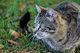 動物,貓的眼睛,貓