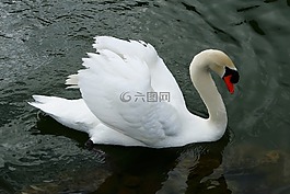 天鵝,花園,水