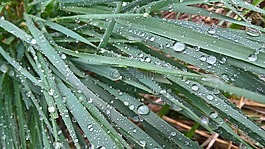 草,滴,水