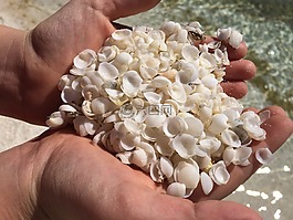 貝殼,手,海灘
