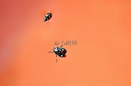 bug,昆蟲,甲蟲