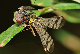 長翅目,昆蟲,panaropa