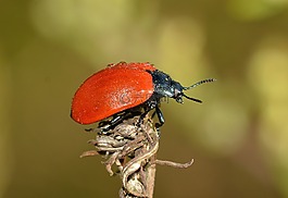 chrysomela,甲虫,昆虫