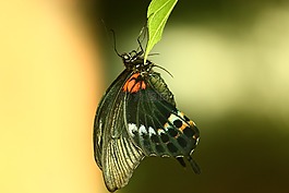 蝴蝶,熱帶蝴蝶,優(yōu)雅