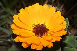 非洲菊,花,開花