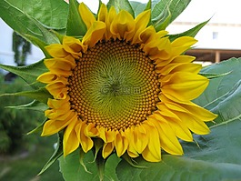黃色,開花,花