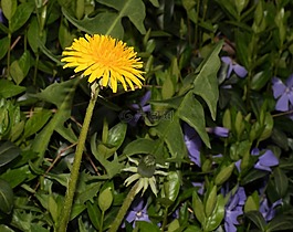 蒲公英,蒲公英教派,ruderalia