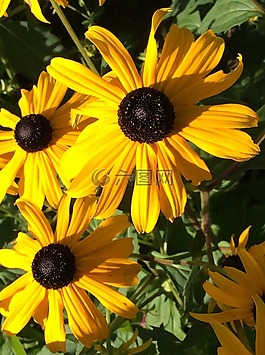 太陽帽子,性質(zhì),花