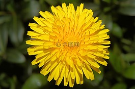 蒲公英,leontodon,牛奶草藥