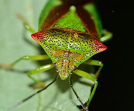 昆蟲,半翅目,bug