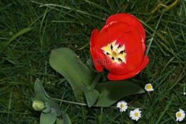 郁金香,花,百合科