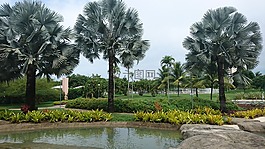 性質,綠色,湖