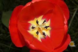 郁金香,鮮花,子房