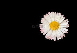 雛菊,花,自然
