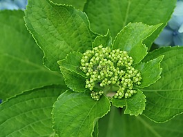 繡球,濟州,花蕾