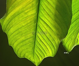 葉,綠色的葉子,性質(zhì)
