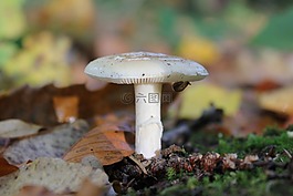 蘑菇,秋天,特寫